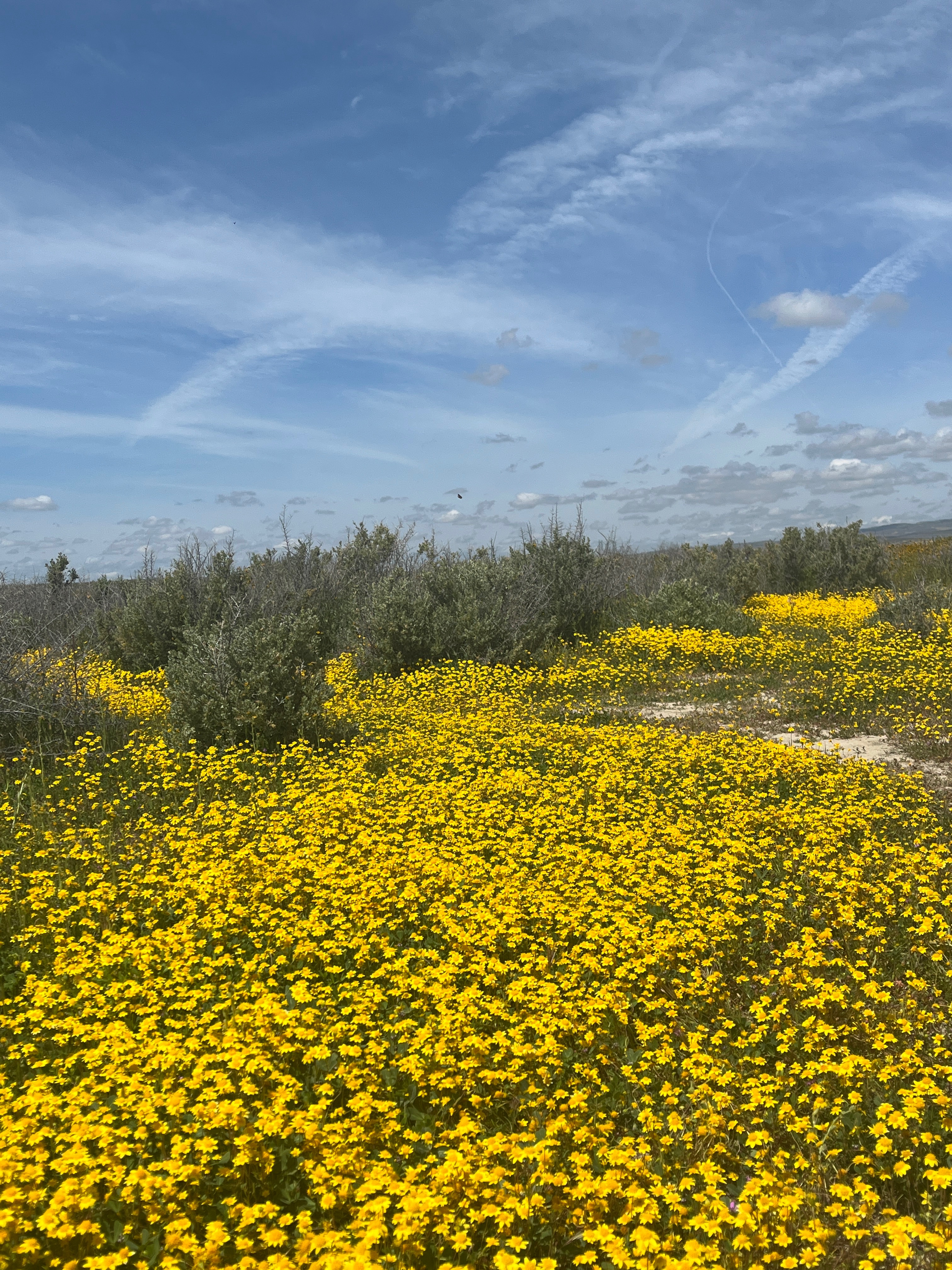 Community photo entitled  by Mitchell Guzy on 04/08/2023 at Carrizo Plain