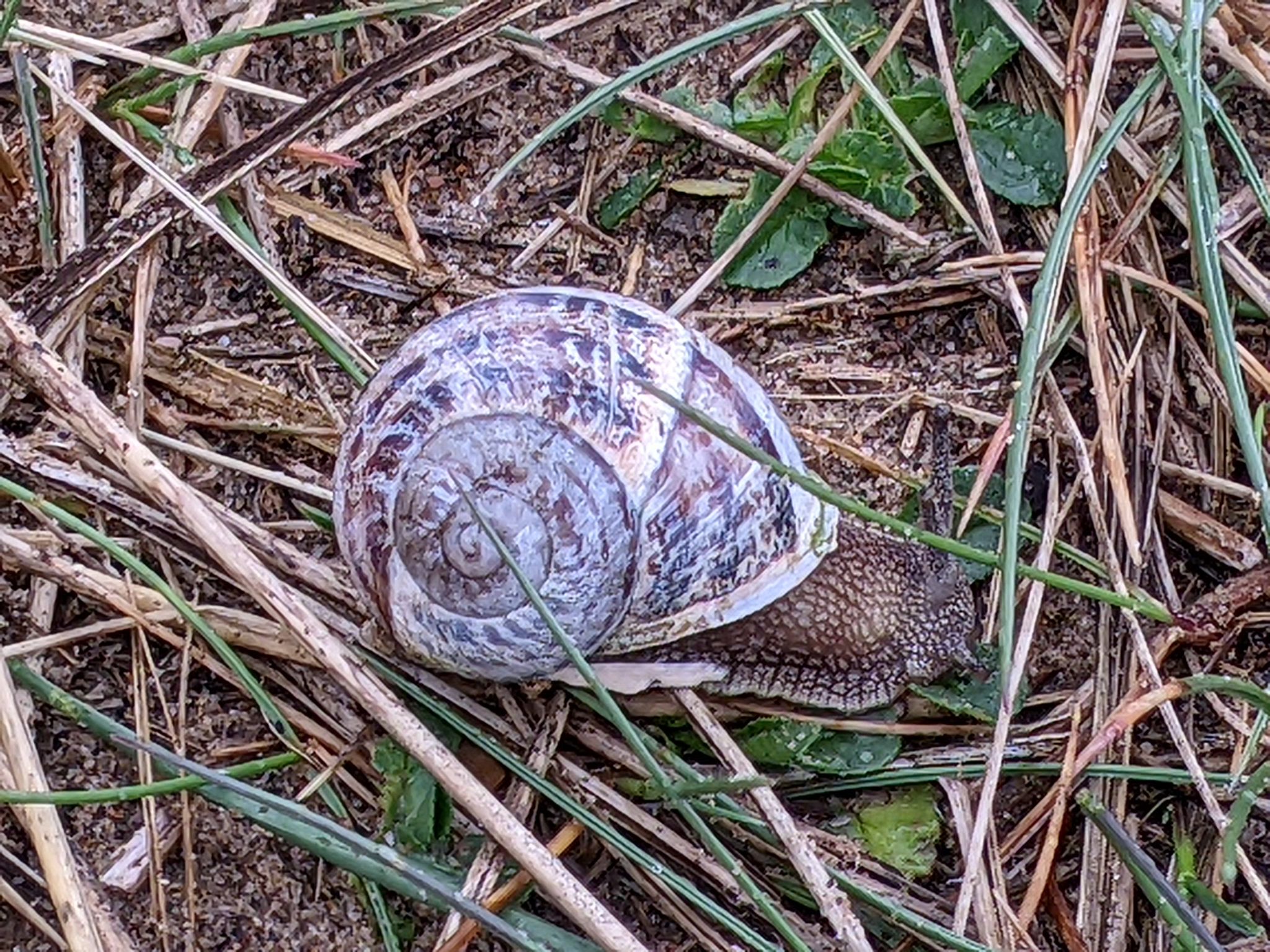 Community photo entitled  by Kevan Hubbard on 04/23/2023 at Teesmouth Nature Reserve, Co Durham, England