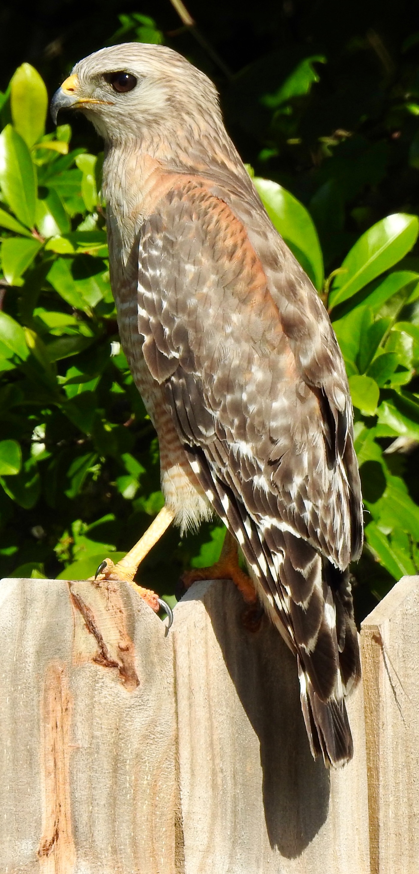 Community photo by Robin Magleora | Ormond Beach FL USA