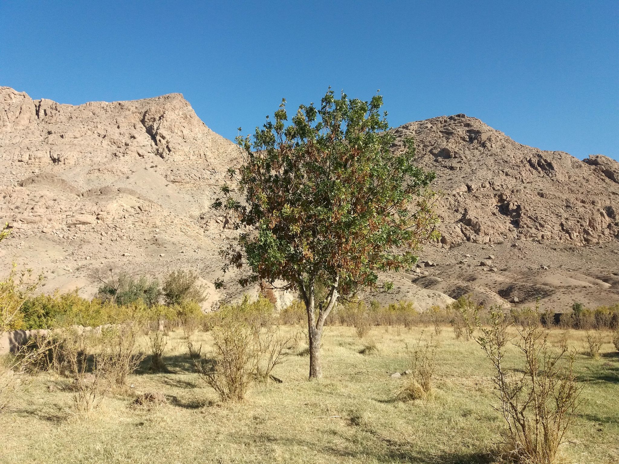 Community photo entitled  by Hassan Dadashi . arani on 05/29/2023 at Qom province . Iran