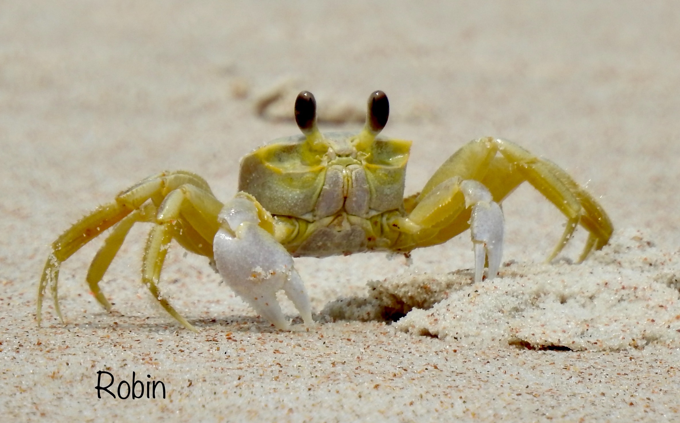 Community photo by Robin Magleora | Ormond Beach FL