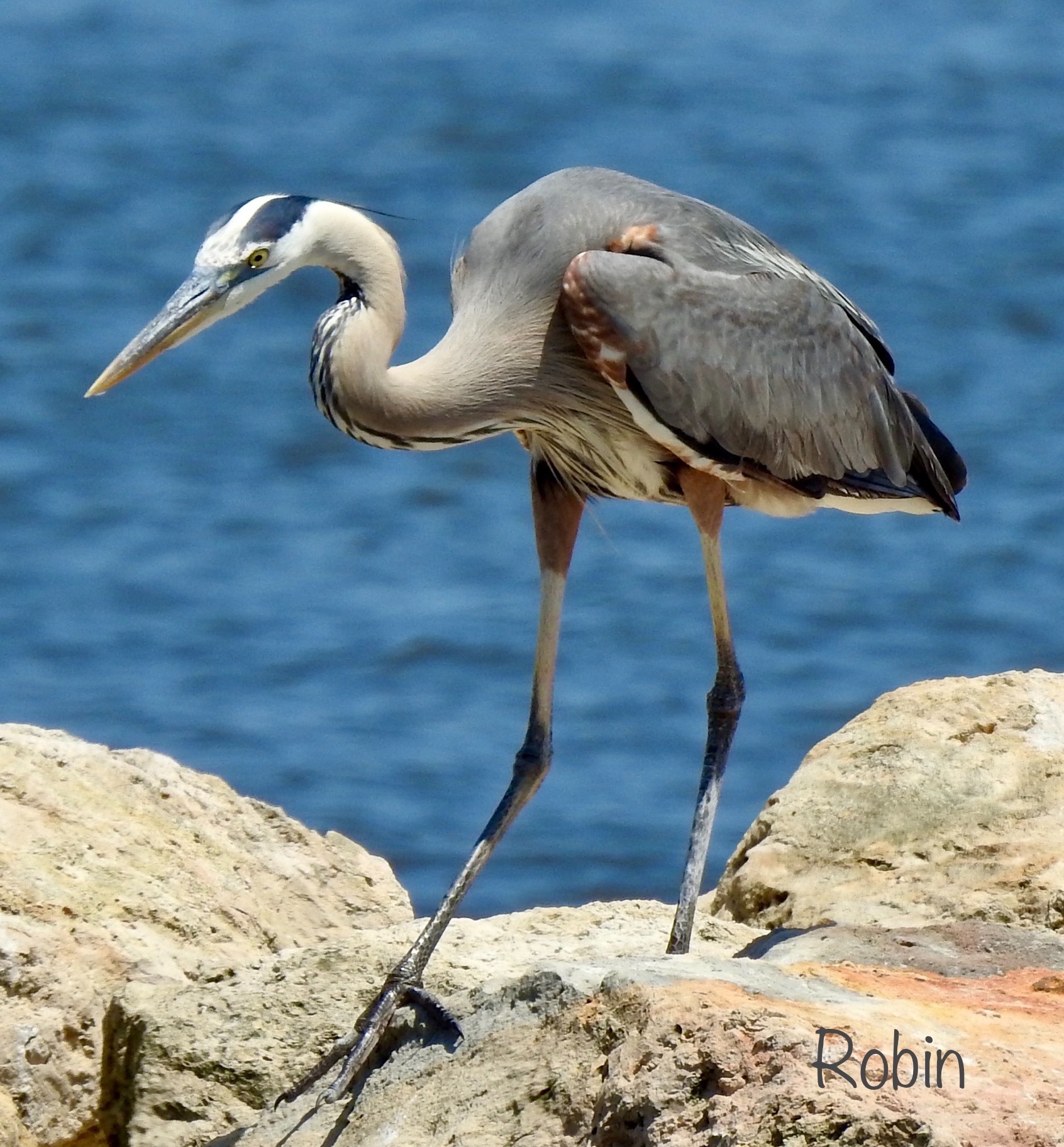 Community photo by Robin Magleora | Halifax Rive5 Ormond Beach FL USA