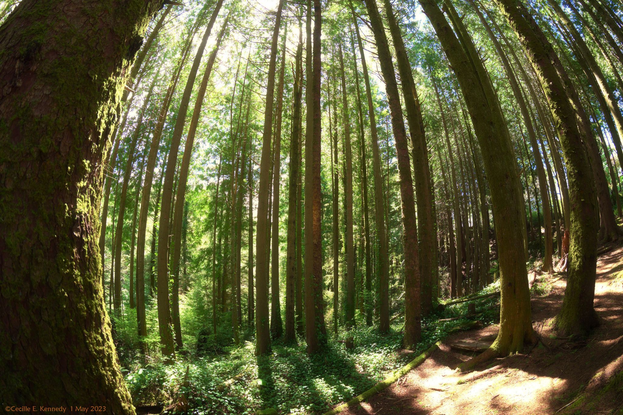 Community photo entitled  by Cecille Kennedy on 05/01/2023 at South Trail, Depoe Bay, Oregon