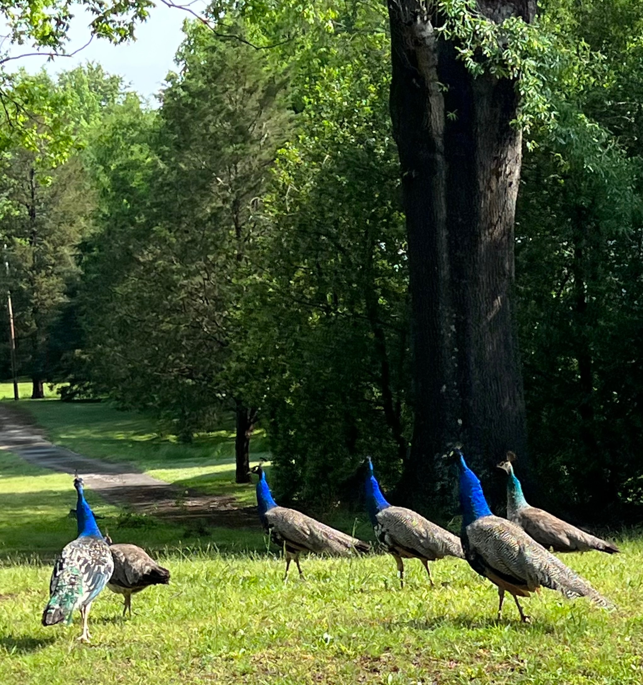 Community photo entitled  by Rose Orlik on 05/13/2023 at Florence, Alabama