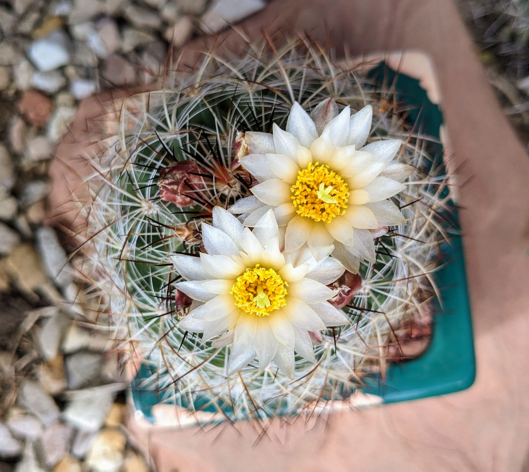 Community photo by Steve Price | Draper, UT  Steve's Cactus Garden