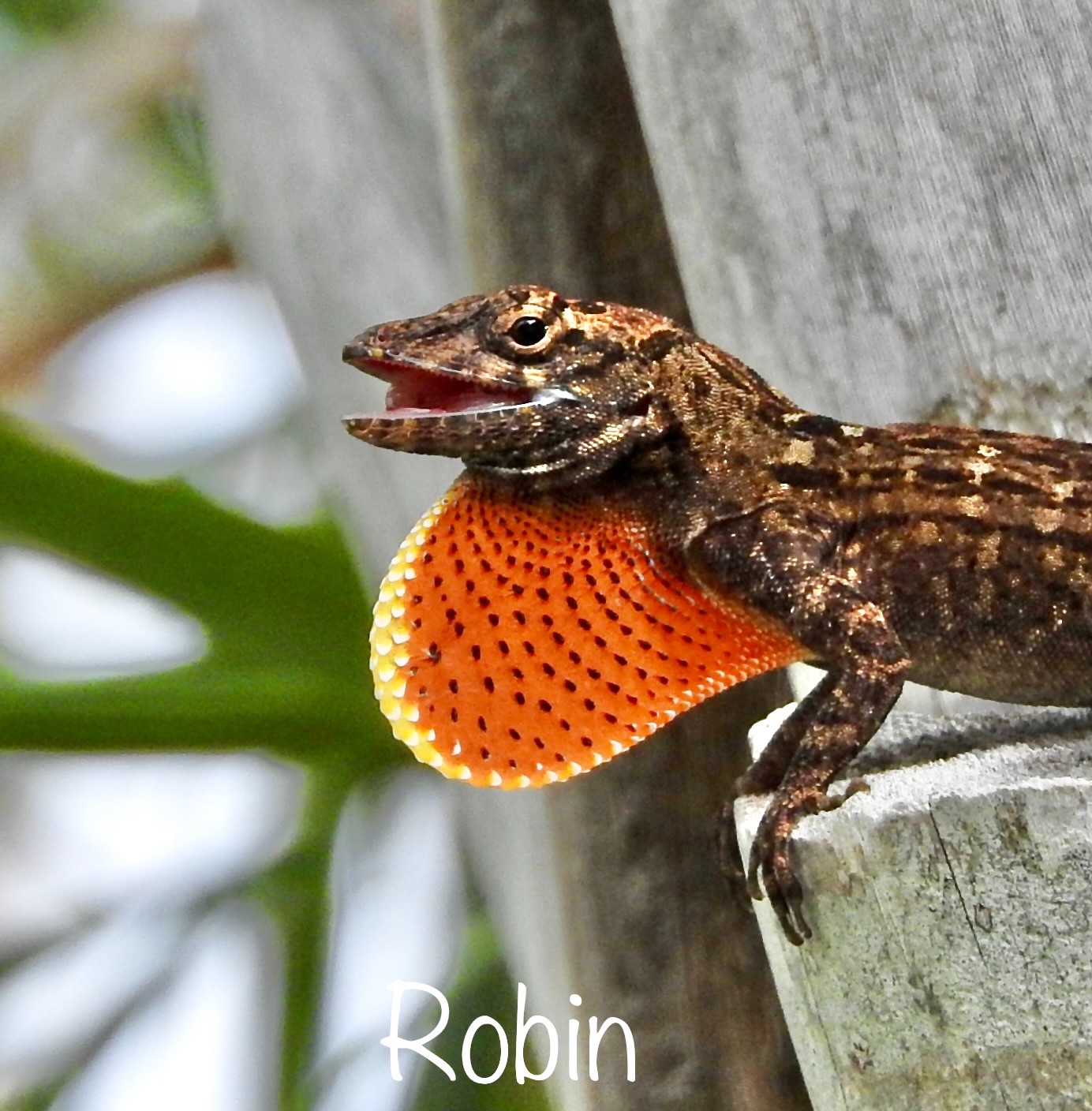 Community photo by Robin Magleora | Ormond Beach FL USA