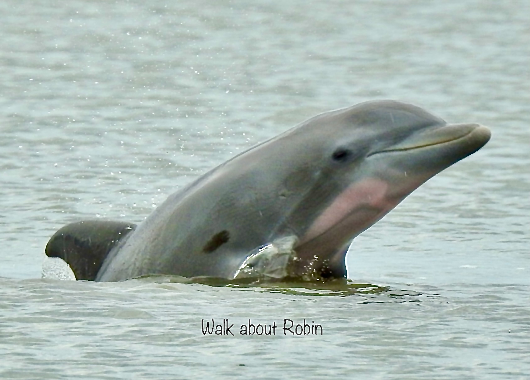 Community photo by Robin Magleora | Port Orange FL USA