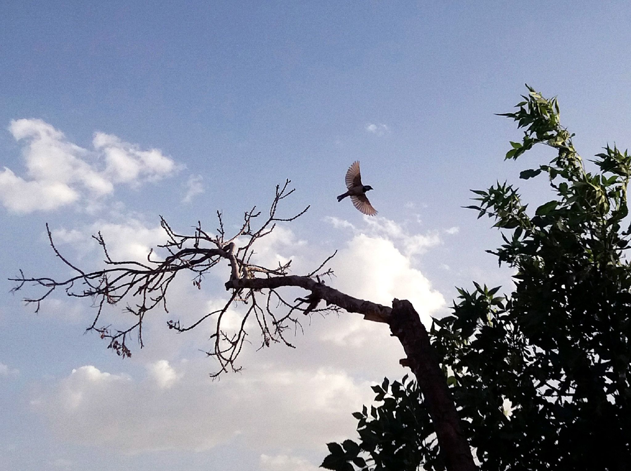 Community photo entitled  by Hassan Dadashi . arani on 06/20/2023 at Esfahan . Iran