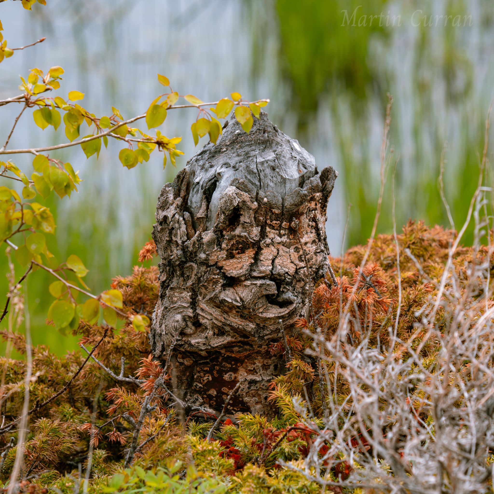 Community photo by Martin Curran | Medicine Bow National Forest