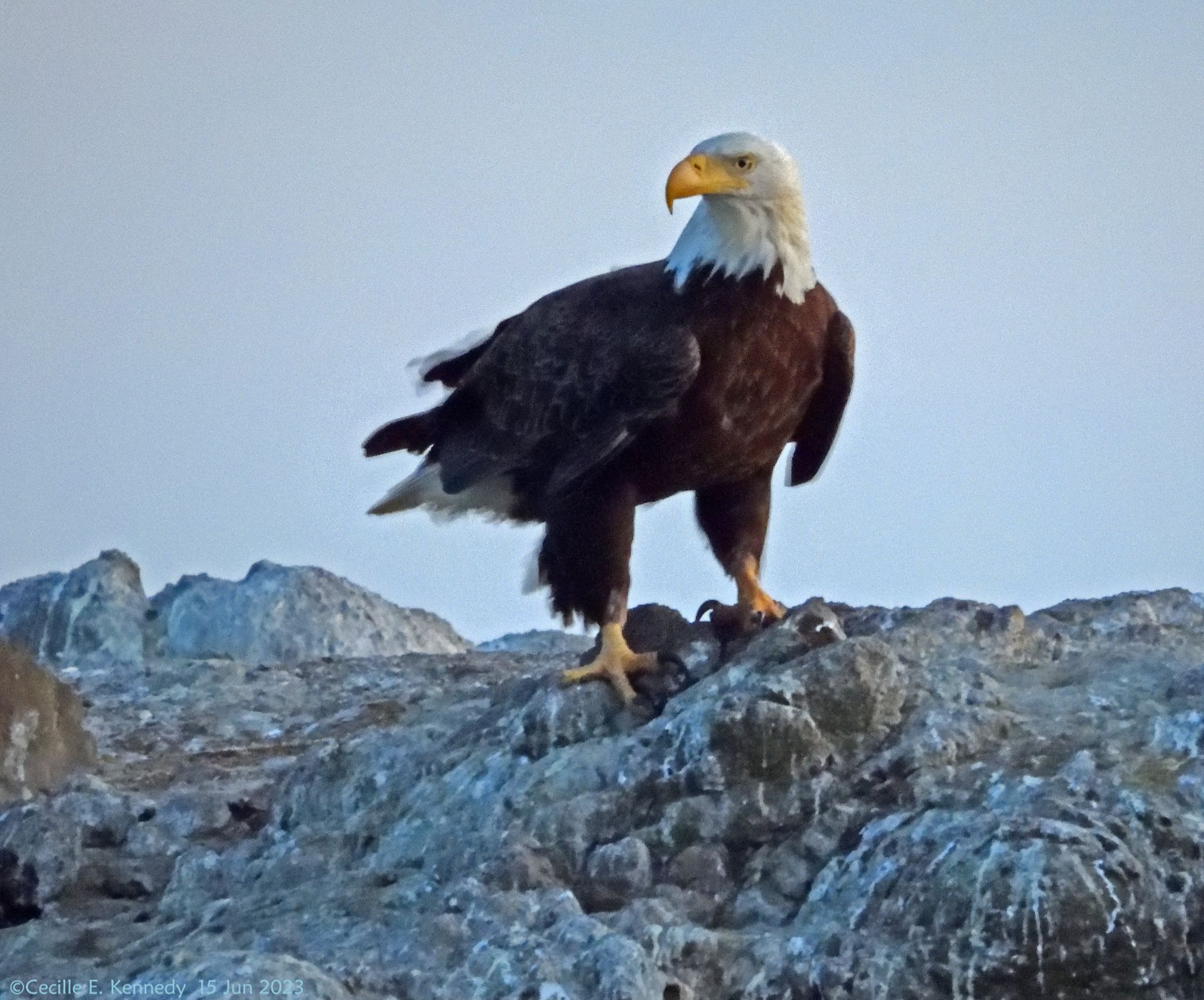 Community photo entitled  by Cecille Kennedy on 06/15/2023 at Pirate Cove Research Reserve, Oregon