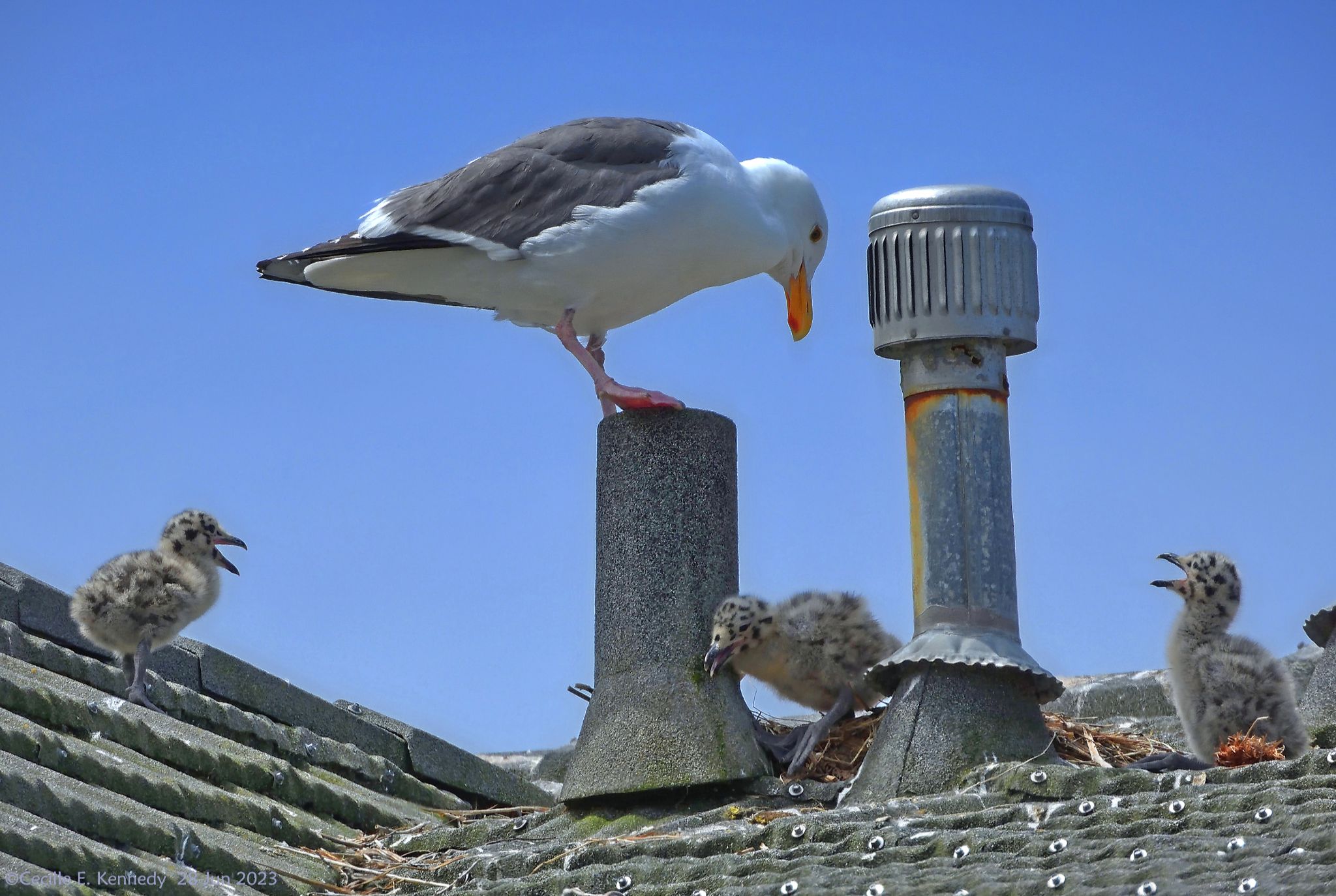 Community photo entitled  by Cecille Kennedy on 06/28/2023 at Depoe Bay, Oregon