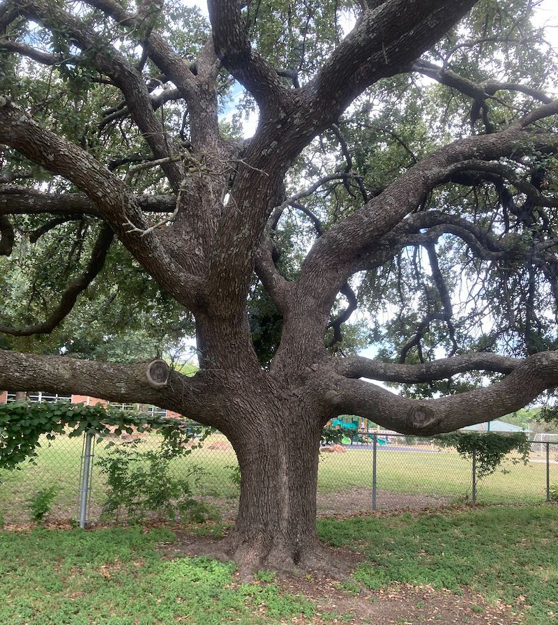 Community photo entitled  by Claudia Crowley on 06/08/2023 at Bruce Shulkey Elementary School, Fort Worth, Texas