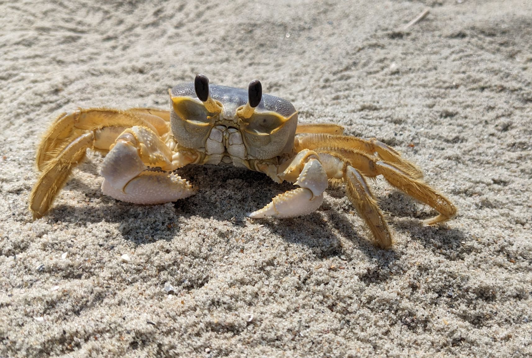 Community photo by Steve Price | Holden Beach, NC USA