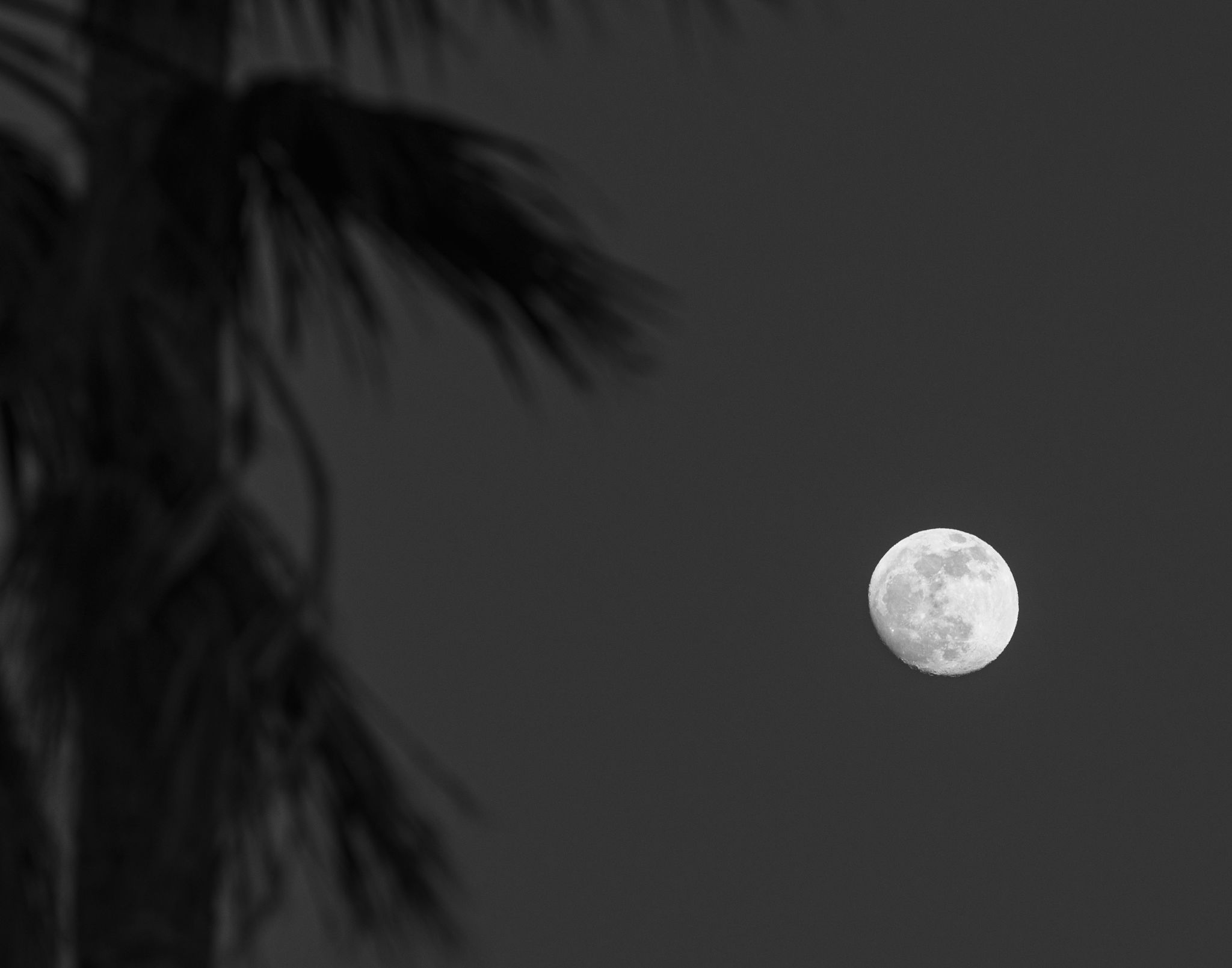 Community photo by james hatcher | Borrego Springs