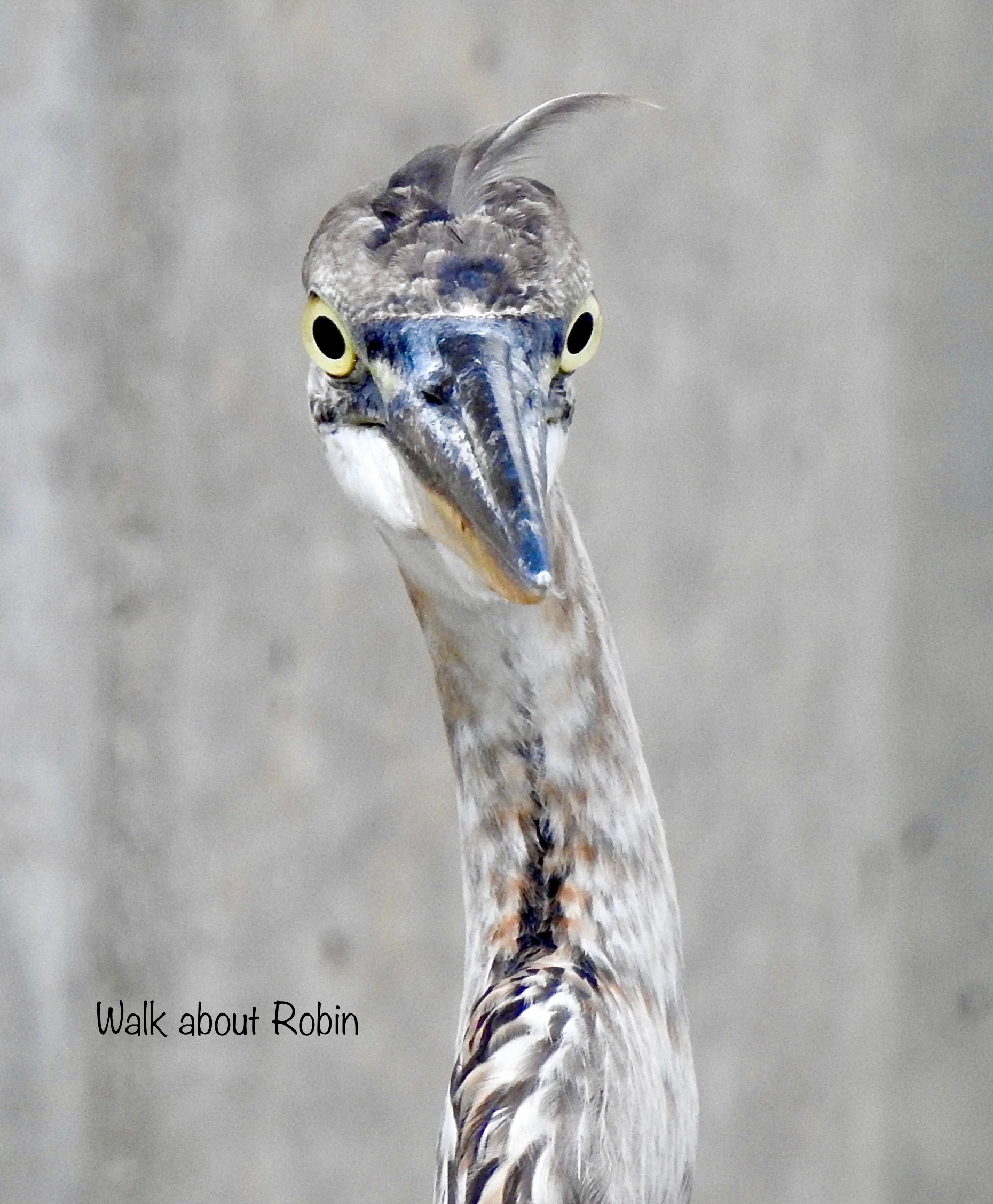 Community photo by Robin Magleora | Ormond Beach FL USA