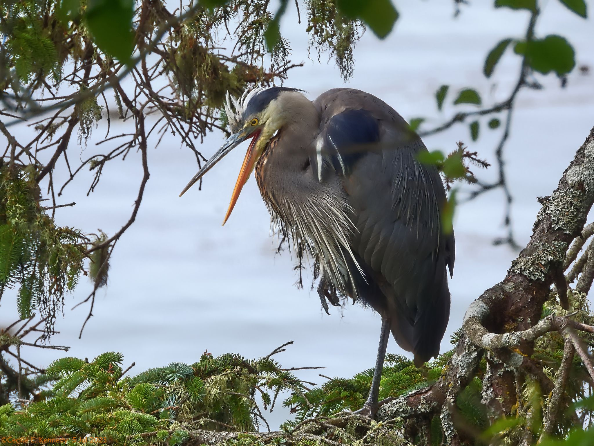 Community photo entitled  by Cecille Kennedy on 07/05/2023 at Pirate Cove Research Reserve, Oregon