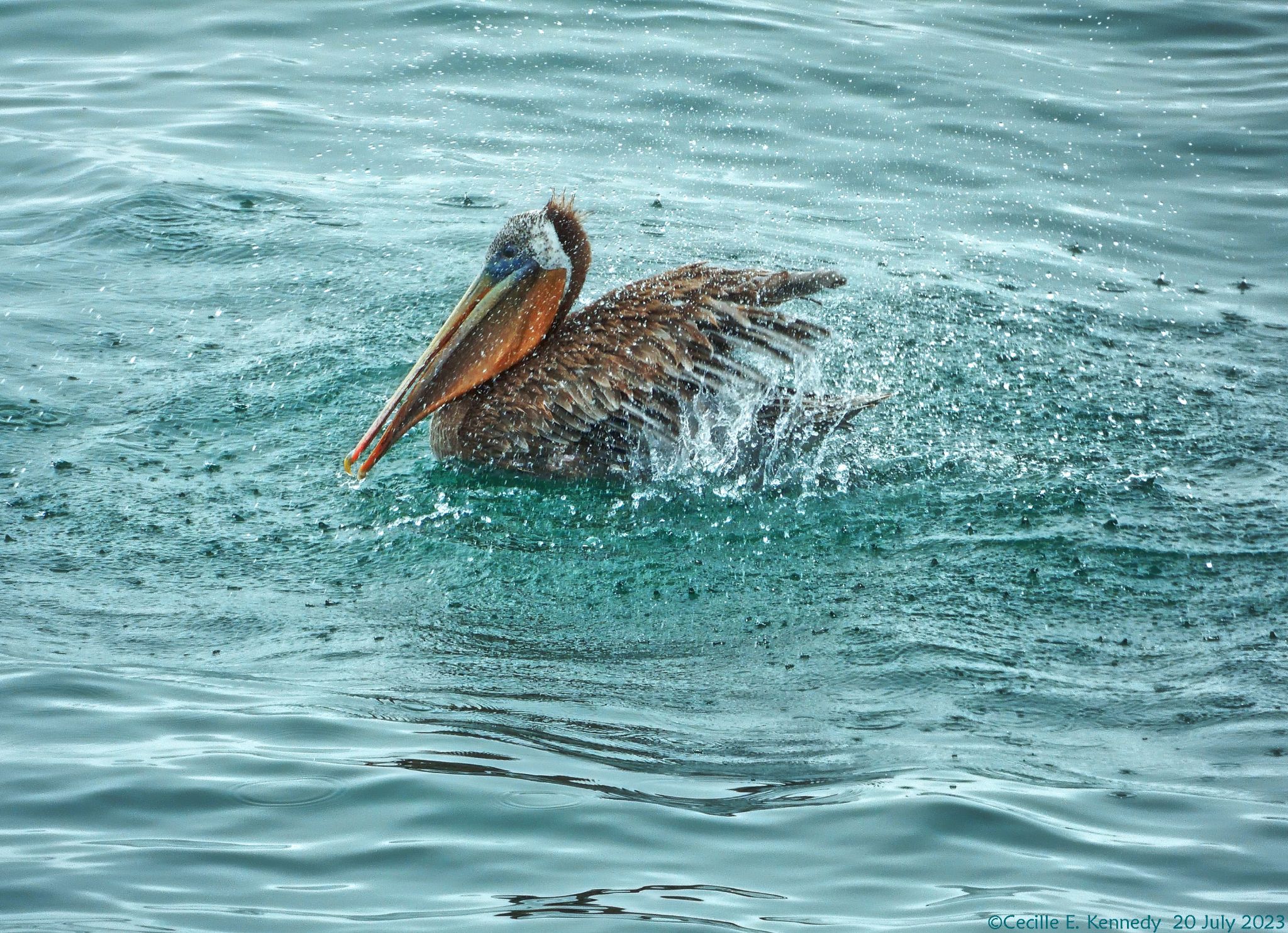 Community photo entitled  by Cecille Kennedy on 07/20/2023 at Pirate Cove Research Reserve, Oregon