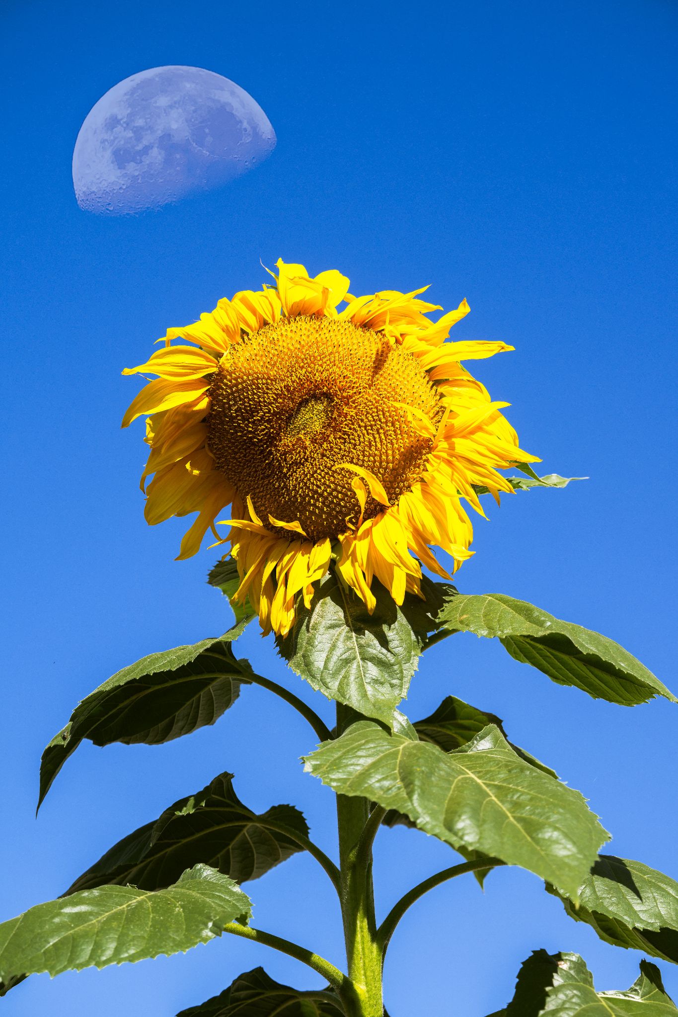 Community photo entitled  by Ron Andersen on 07/08/2023 at Hemet, CA, USA