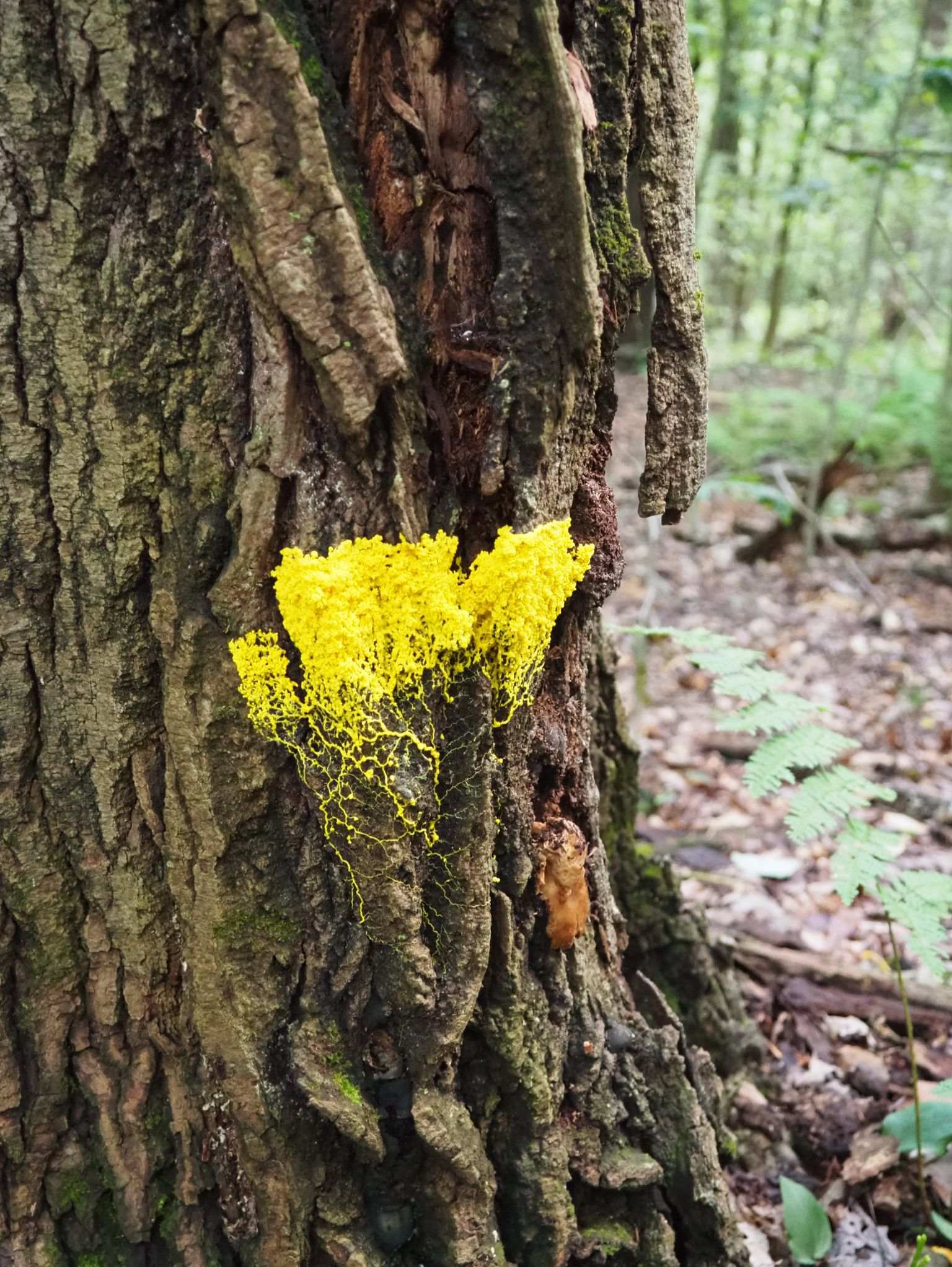 Community photo by Deanna Conners | Allegany State Park, New York