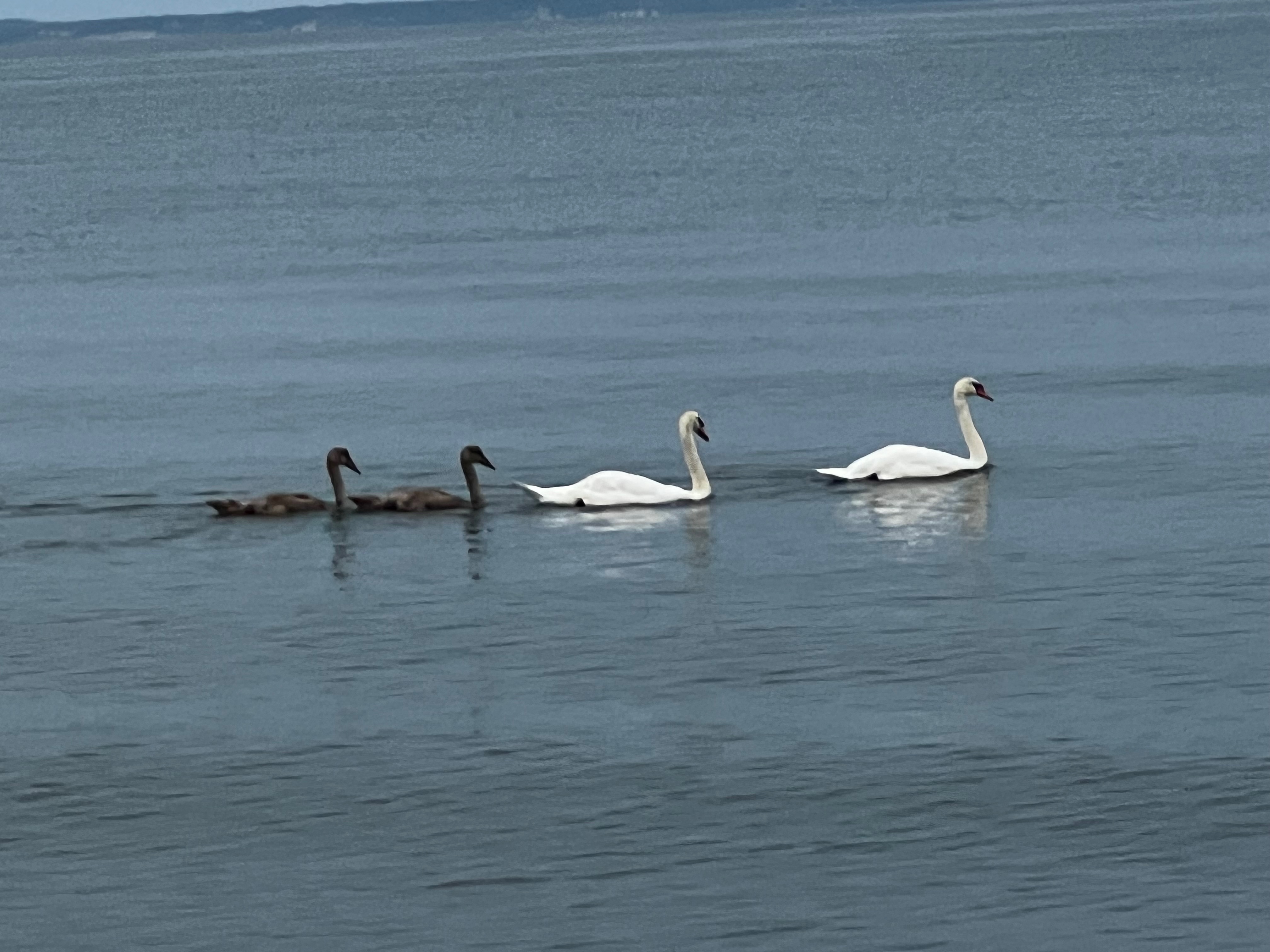 Community photo entitled  by Sudhir Sharma on 08/05/2023 at Cutchogue, Long Island, NY