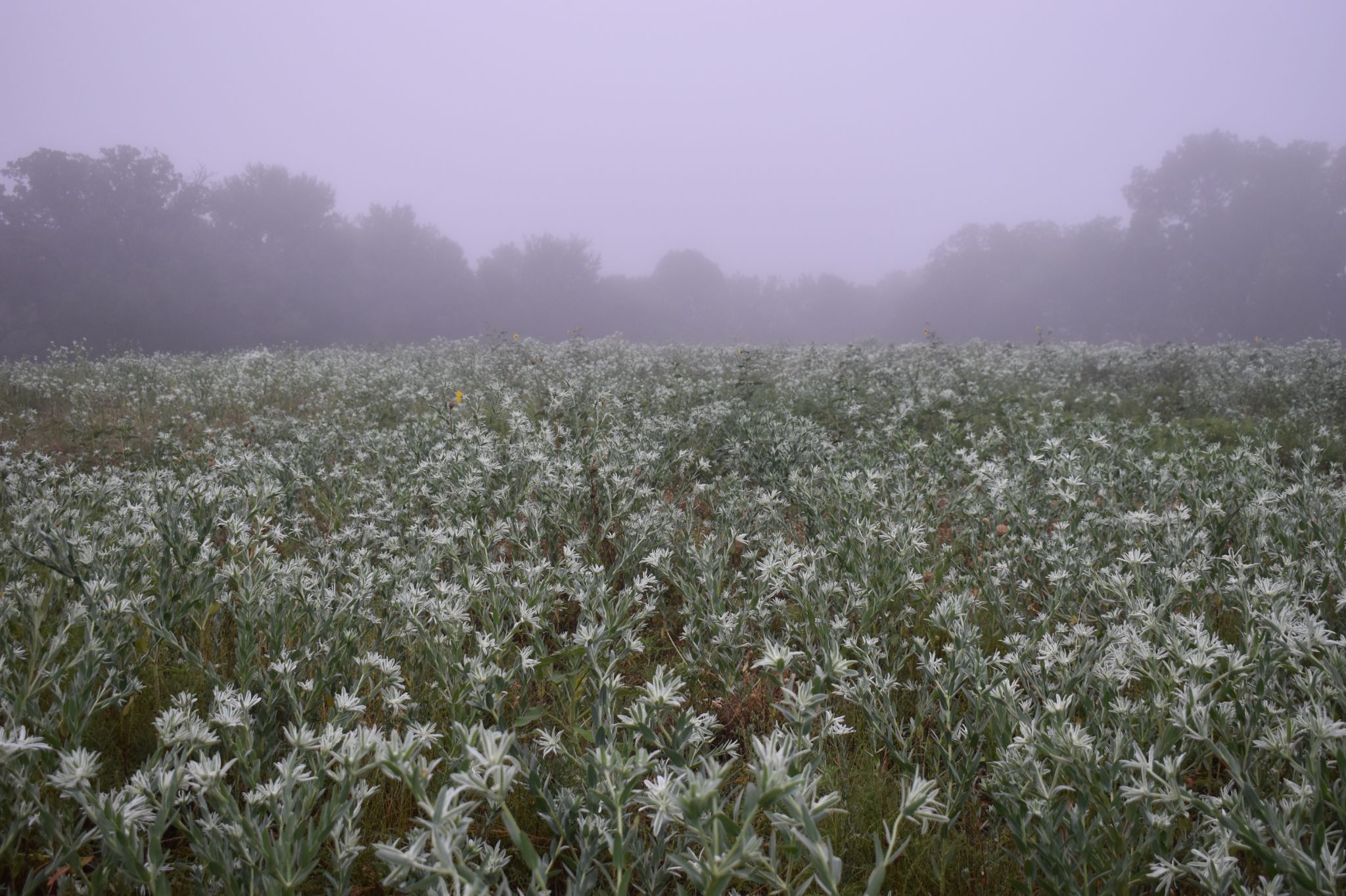 Community photo by James Gaulding | Denison, Texas, U.S.A.