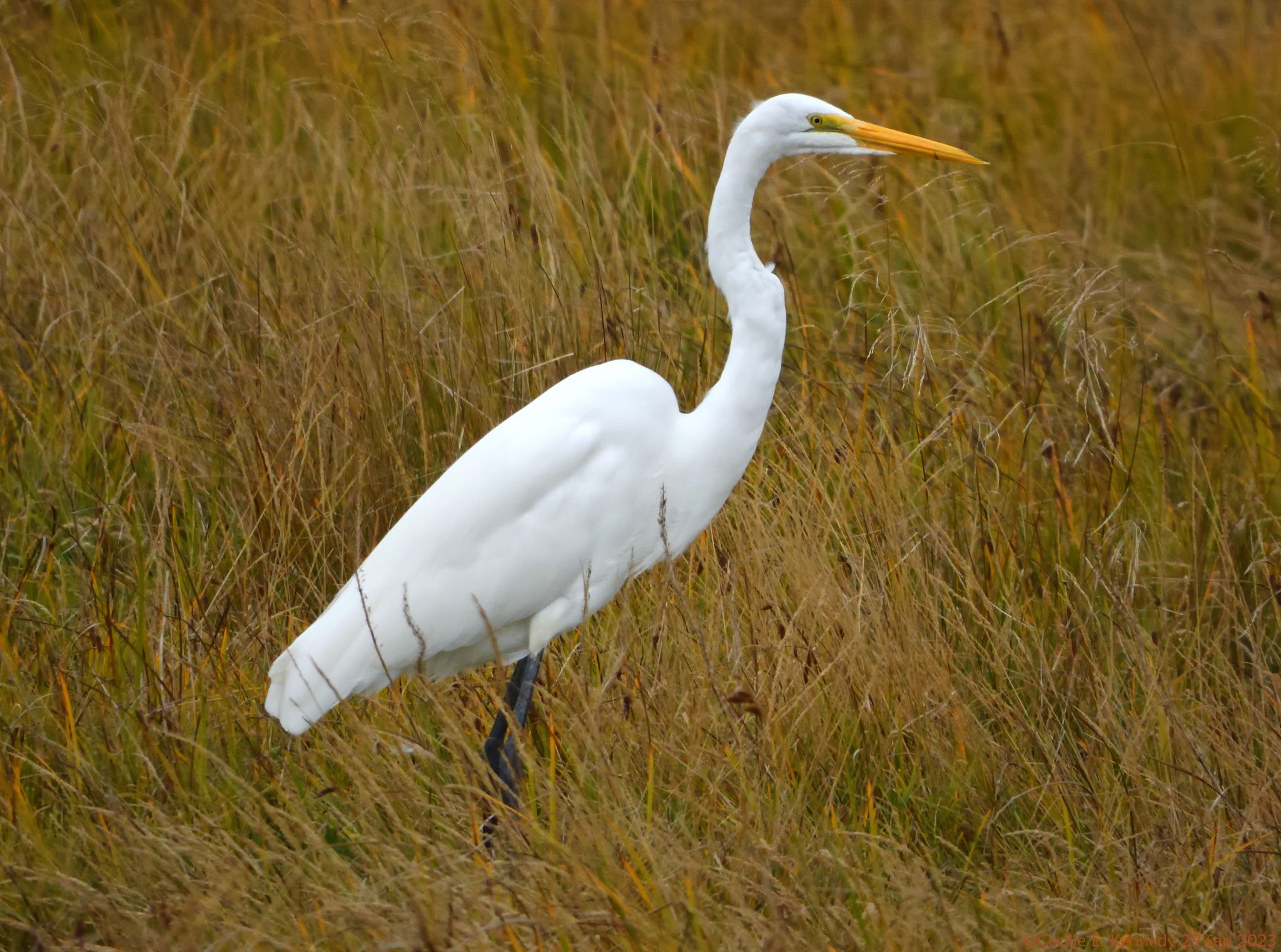 Community photo entitled  by Cecille Kennedy on 09/29/2023 at Siletz Bay National Wildlife Refuge, Oregon