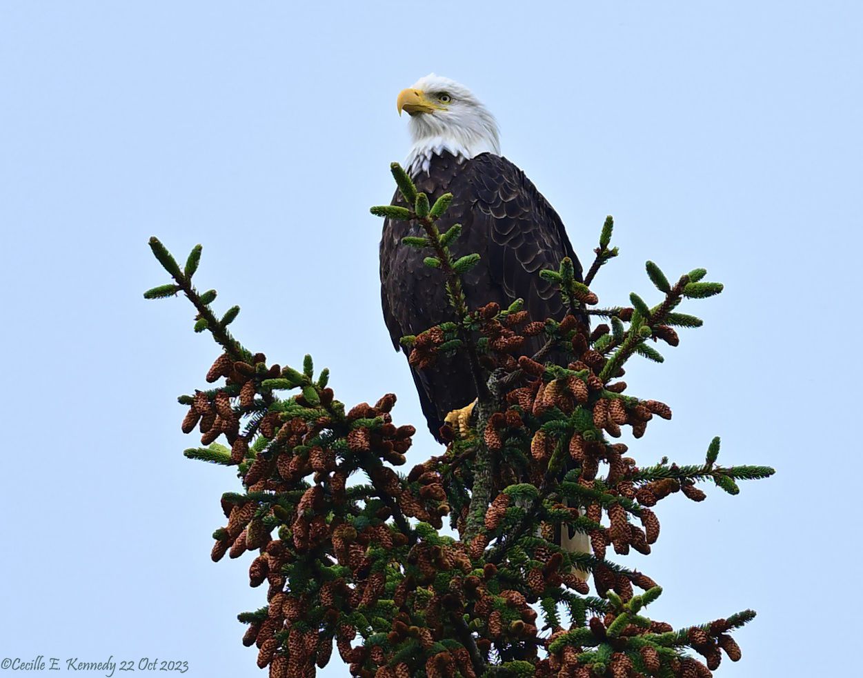 Community photo entitled  by Cecille Kennedy on 10/22/2023 at Depoe Bay State Park, Oregon