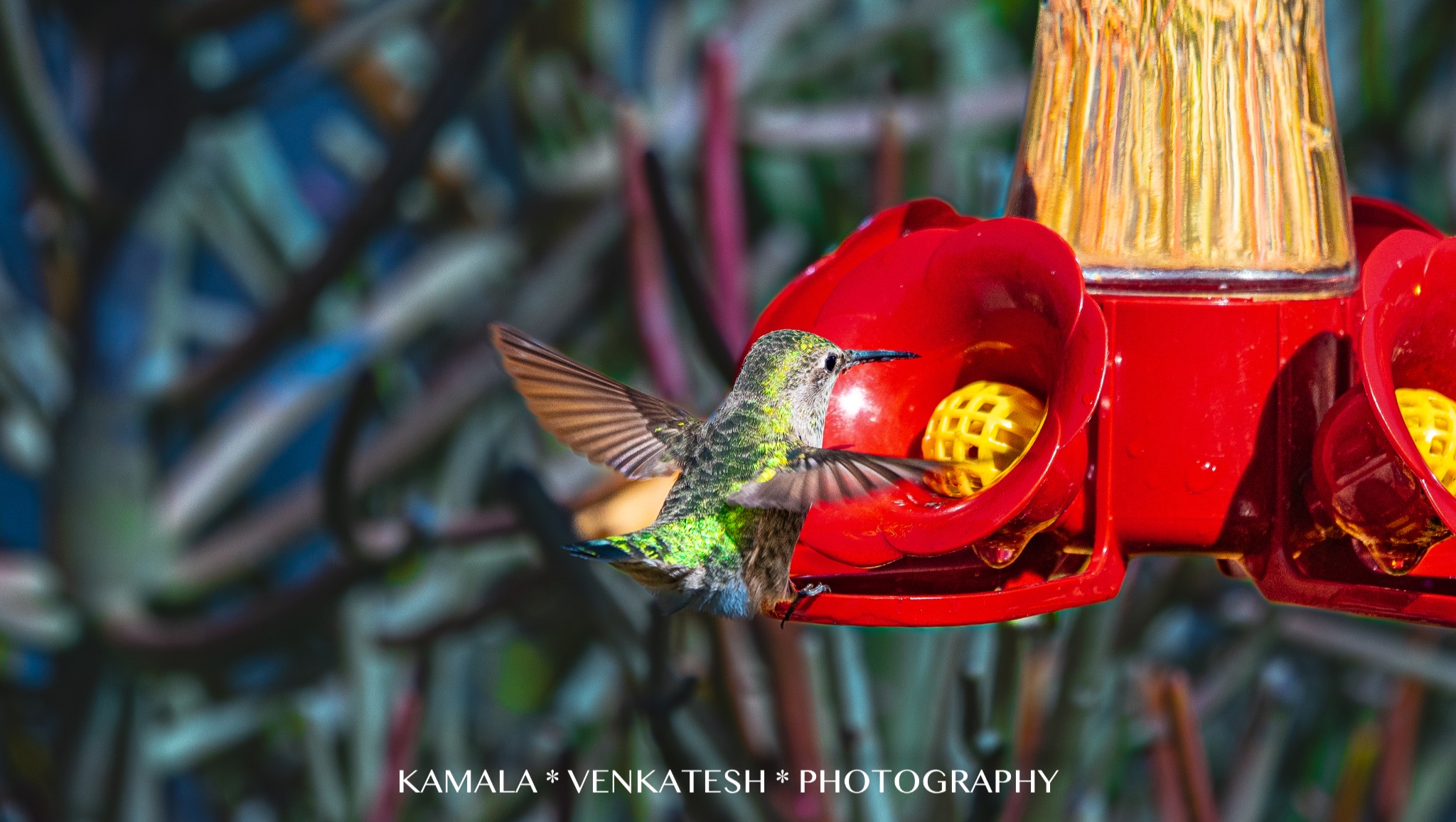 Community photo by Kamala Venkatesh | San Diego, ca, USA