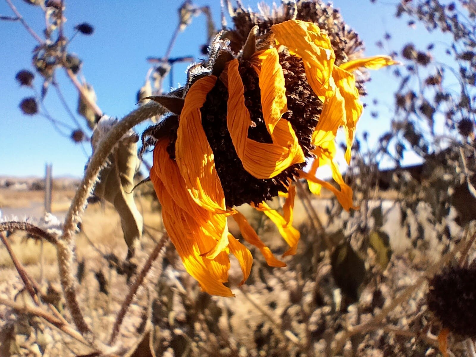 Community photo entitled  by Chris Cholas on 11/04/2023 at Albuquerque, New Mexico, USA