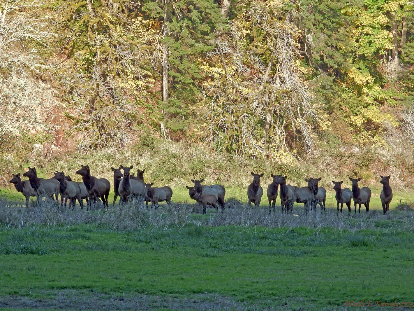 Community photo entitled  by Cecille Kennedy on 11/17/2023 at Alsea, Oregon