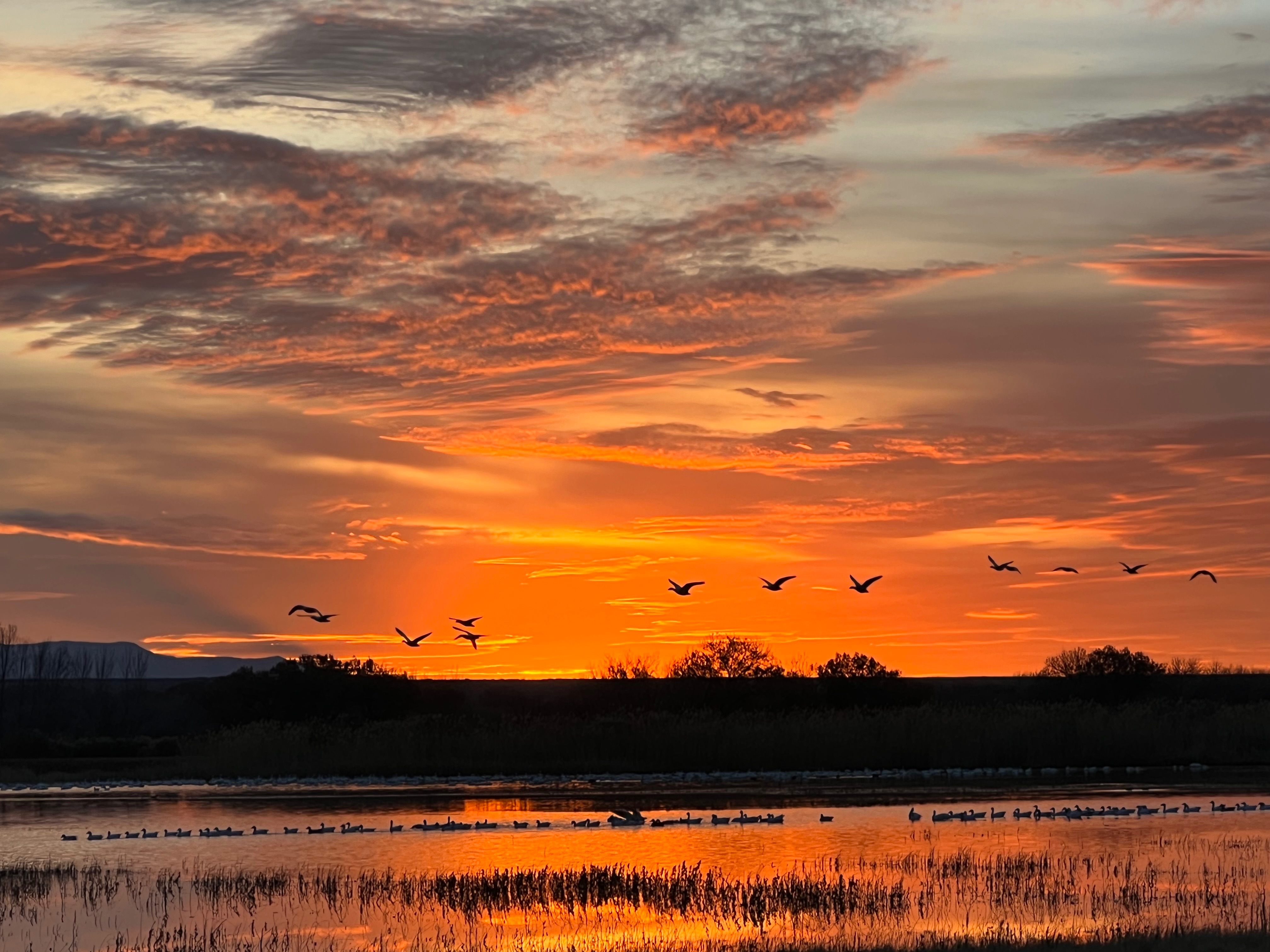 Community photo by Anne Beckett | Bosque del Apache National Wildlife Refuge, San Antonio, NM