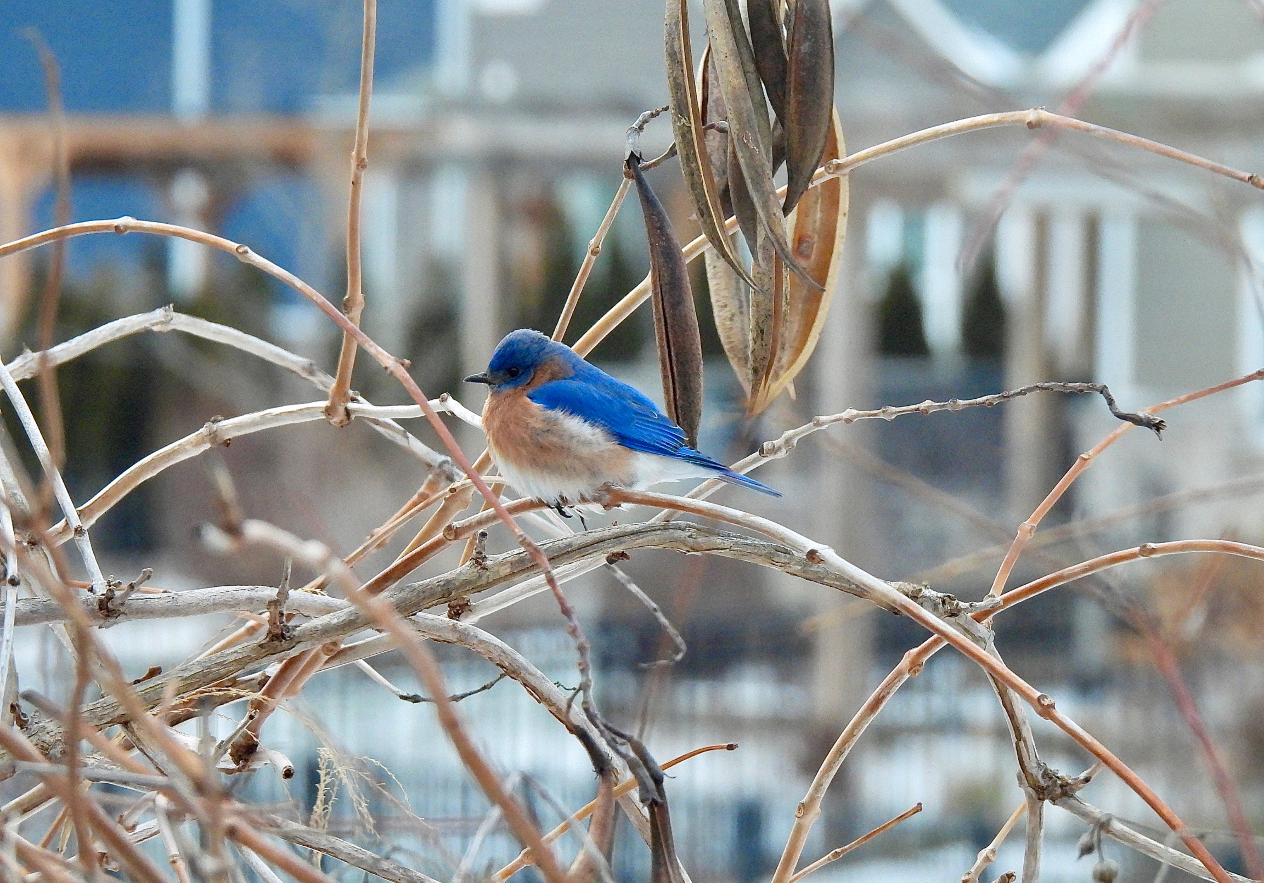 Community photo entitled  by Janet Yoder on 01/14/2024 at Carmel, Indiana, USA