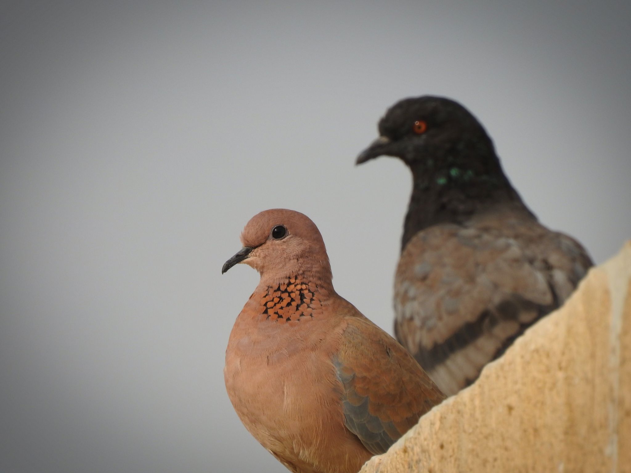 Community photo by Syed Hunain Riaz | Riyadh city, Saudi Arabia