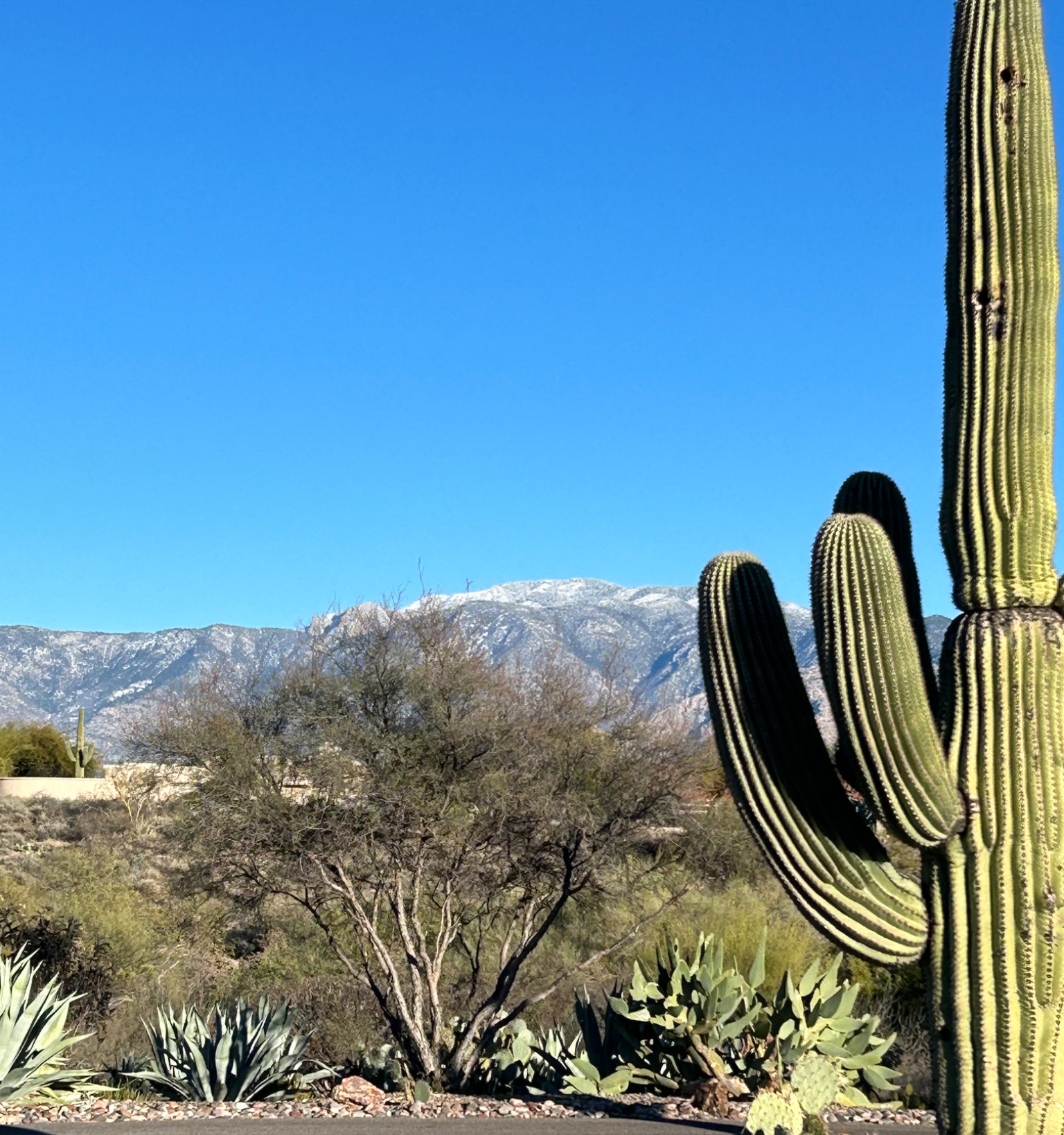 Community photo by Christine Cummins | Oro Valley, AZ