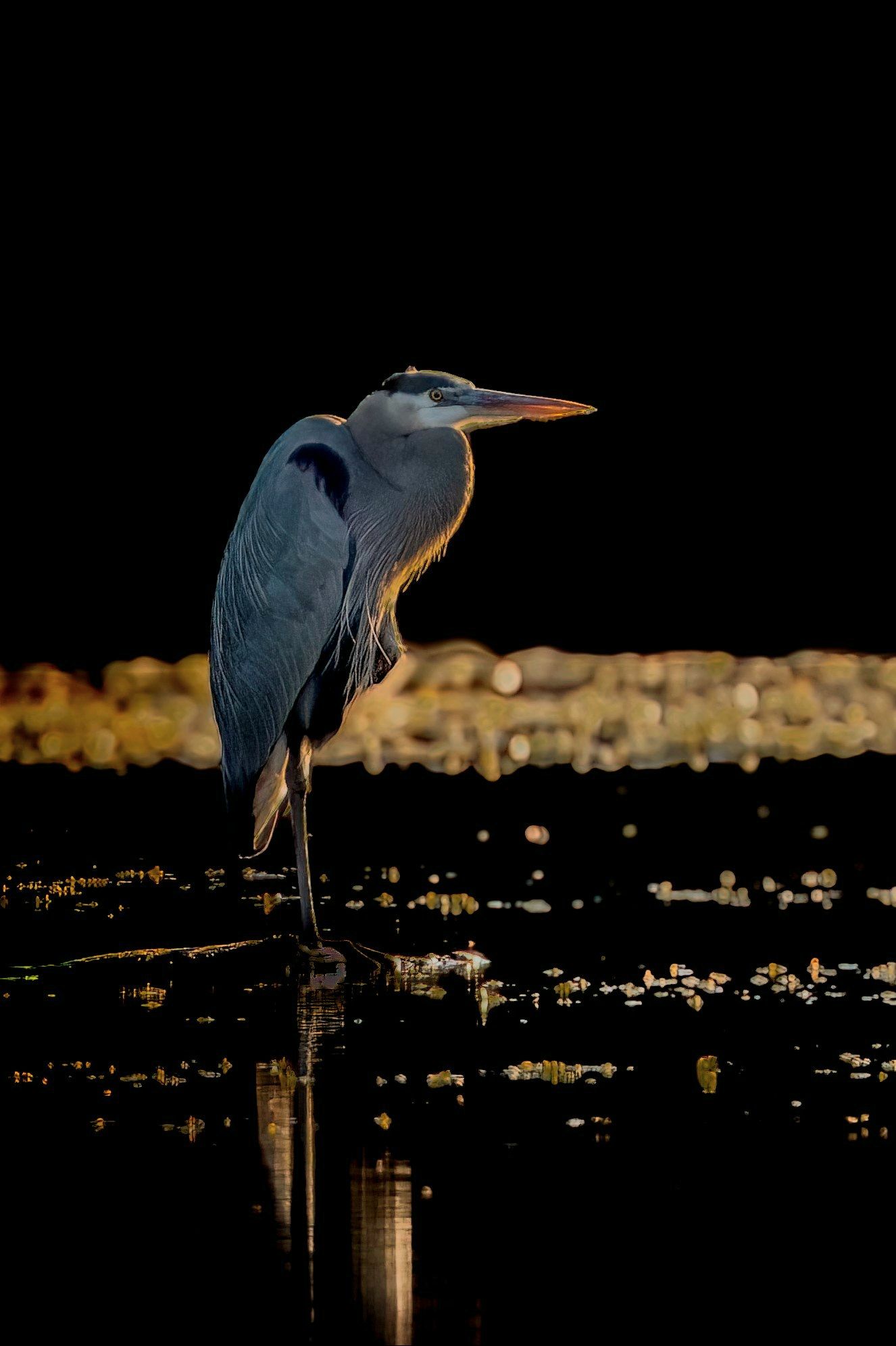 Community photo entitled  by Mike Vaughn on 01/02/2024 at Red River Wildlife Preserve, Shreveport, LA