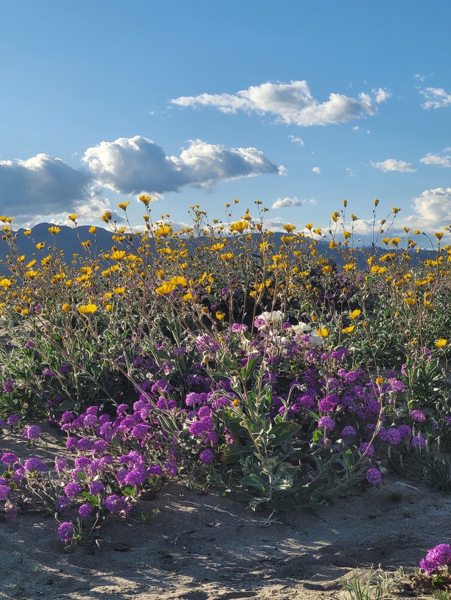 Community photo entitled  by Louise Cooper on 03/08/2024 at Borrego Springs, CALIFORNIA