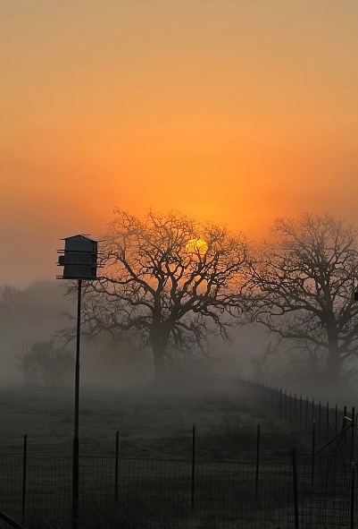 Community photo entitled  by Martha Buzzard on 03/25/2024 at Jarrell, Texas, USA