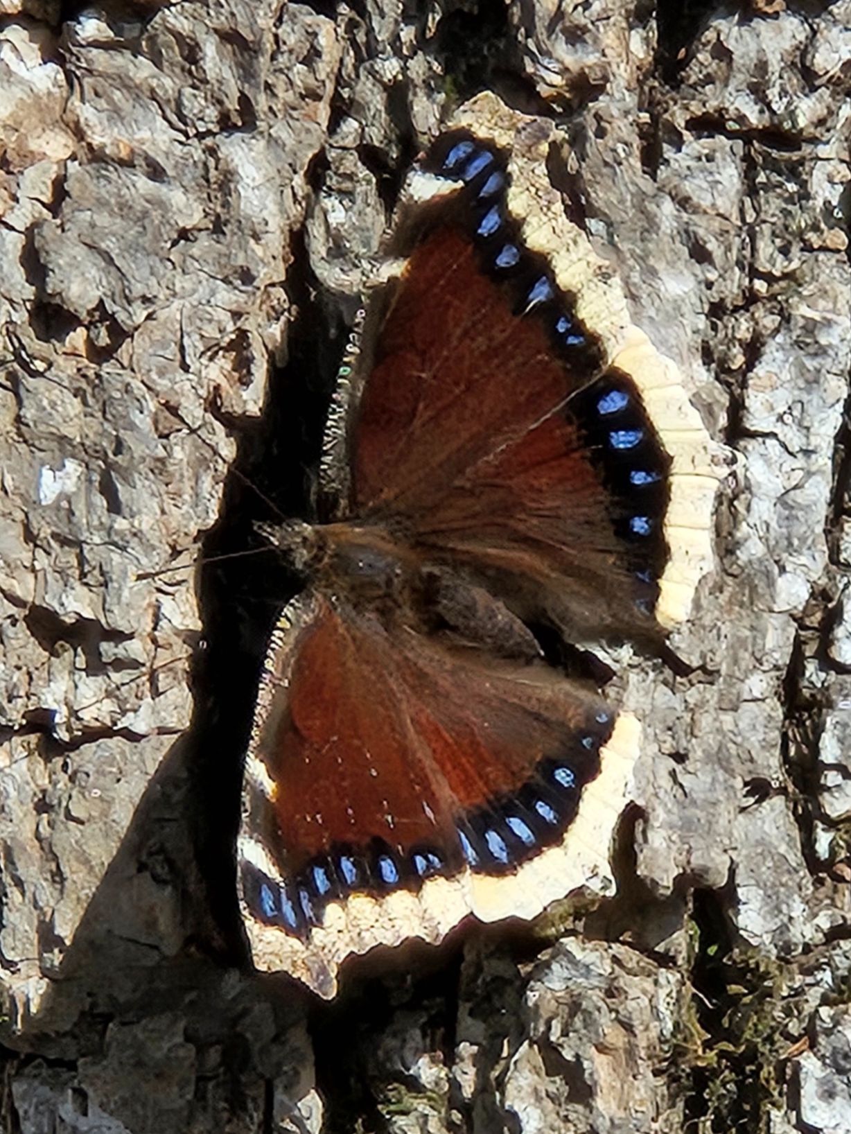 Community photo entitled  by Lisa Durick on 04/05/2024 at Turtle River State Park, Arvilla, ND USA